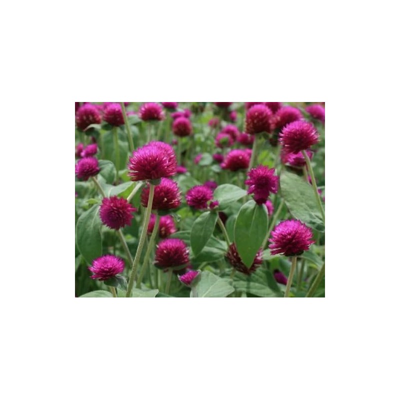 100PCS Gomphrena Purple Seeds Globe Amaranth Plant Seeds