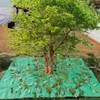 Landscape Tarp, 78.7"X78.7" Pruning Tarp with Hole, Bush Trimming Tarp,