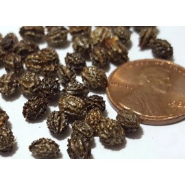 trustin G form Papaya fruit tree 100 + seeds