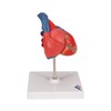 3B Scientific Human Anatomy - Classic Heart Model, 2 Pieces