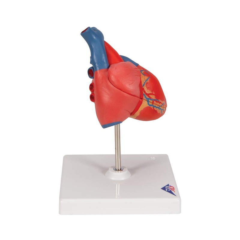3B Scientific Human Anatomy - Classic Heart Model, 2 Pieces