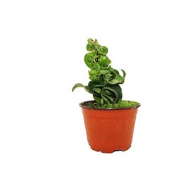 Hindu Rope Hoya Carnosa - 4" from California Tropicals