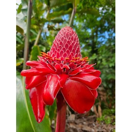 It Blooms Torch Ginger Plant Rhizome 3pc / Wild Ginger Rhizomes/Etlingera elatior Shampoo Ginger Live Plant/Fresh Roots Raw/Torch Ginger Roots for Planting