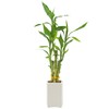 Arcadia Garden Products LV27 5-Stem Lucky Bamboo, Live Indoor Plant
