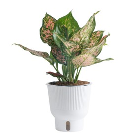 Costa Farms Trending Tropicals Aglaonema Live Indoor Plant, Self Watering Décor Plant Pot, 1 Foot Tall