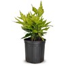 2.5 Gal - Variegated Gold Dust Aucuba, Live Evergreen Shrub
