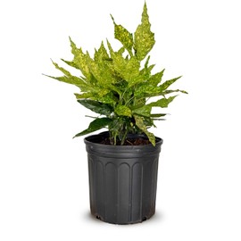 2.5 Gal - Variegated Gold Dust Aucuba, Live Evergreen Shrub Plant
