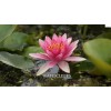 4 Pack Live Water Lily Tubers Plants Colorful Pond Freshwater