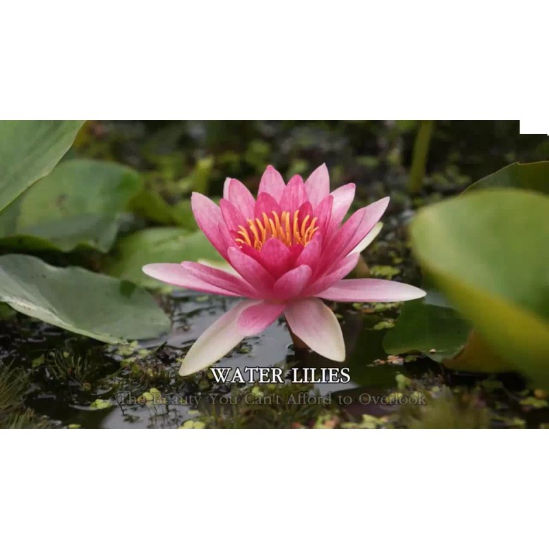 4 Pack Live Water Lily Tubers Plants Colorful Pond Freshwater