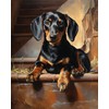 ZUVRDIAI Dog Art Paint by Numbers for Adults Beginner, Dachshund