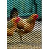 Tenax 090786 Poultry Fence, Green, 3'x25'