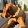 Adorable Yellow Daisy Pattern Dog Collar with Gold Buckle -