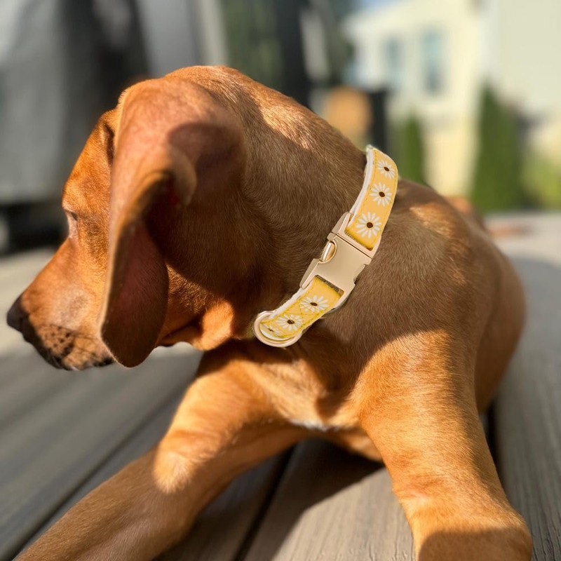 Adorable Yellow Daisy Pattern Dog Collar with Gold Buckle -