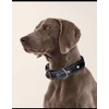 Genérico Collar de Cuero Premium para Perro, Interior de Terciopelo,