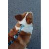 Mystercome Slip Collar, Dog Choker Collar, Nylon Dog Training Collar