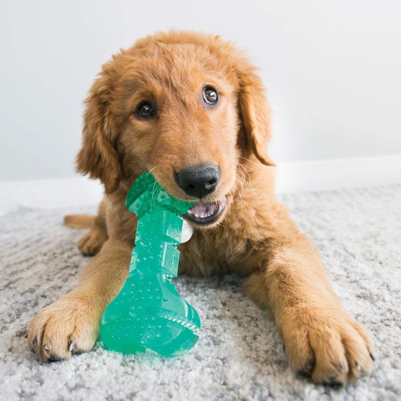 KONG - Squeezz Dental Bone - Unique Flexible Texture, Teeth