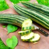 TomorrowSeeds Striped Armenian Cucumber Seeds | Painted Serpent Yard Persian