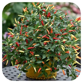 CEMEHA SEEDS - Seeds Indoor Ornamental Hot Pepper Mix Non GMO Vegetable for Planting