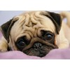 CafePress Pug Puppy Rectangle Magnet, 3"x2" Refrigerator Magnet