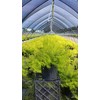 Spiraea thun. 'Ogon' (Mellow Yellow) (Spirea) Shrub, #3 - Size