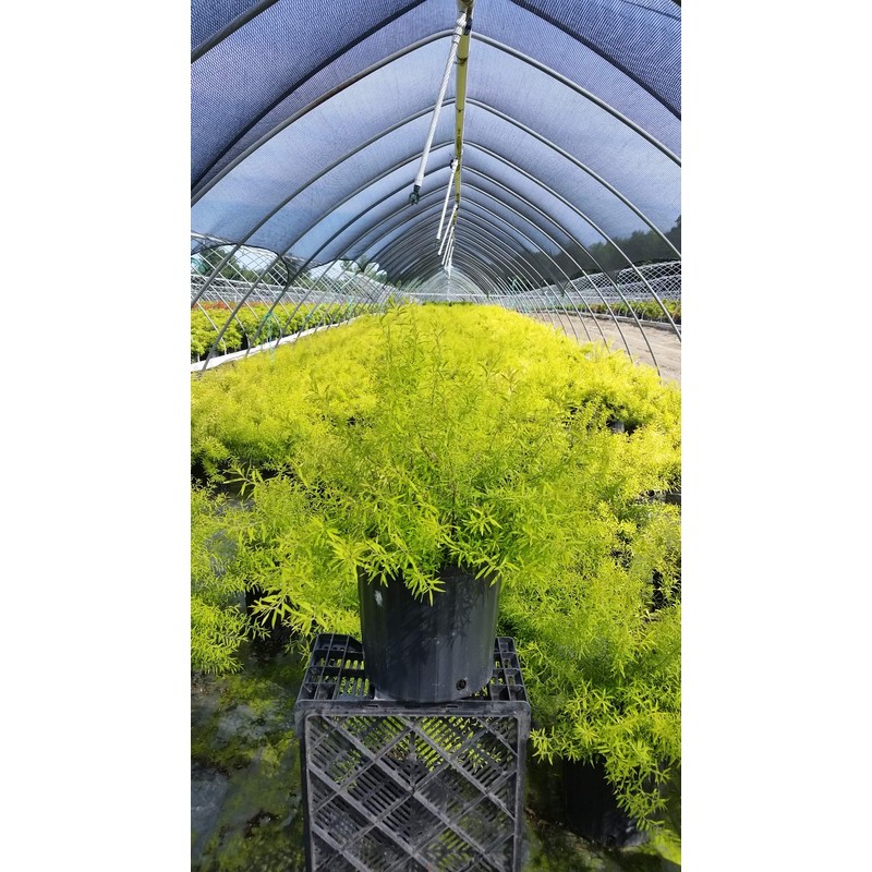 Spiraea thun. 'Ogon' (Mellow Yellow) (Spirea) Shrub, #3 - Size