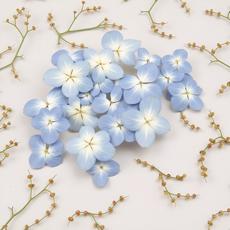 12Pcs Blue Preserved Dried Flowers Plant,Wide Applications Dried Pressed Flowers