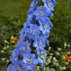TomorrowSeeds Light Blue Rocket Larkspur Seeds | Delphinium Consolida Ajacis