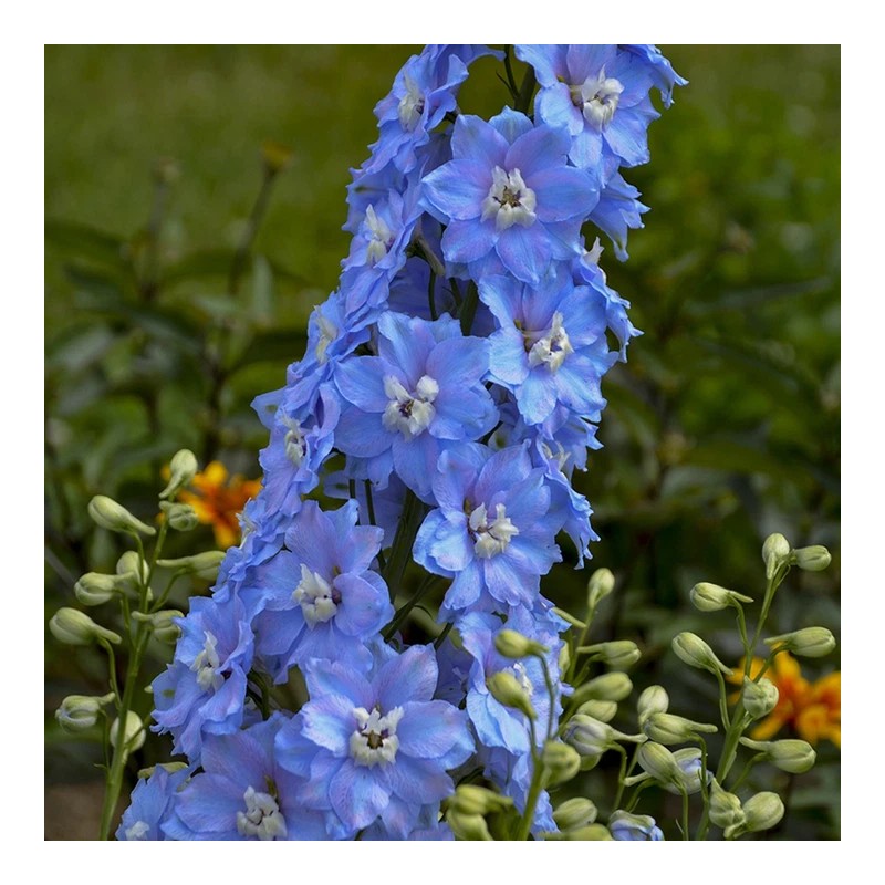 TomorrowSeeds Light Blue Rocket Larkspur Seeds | Delphinium Consolida Ajacis