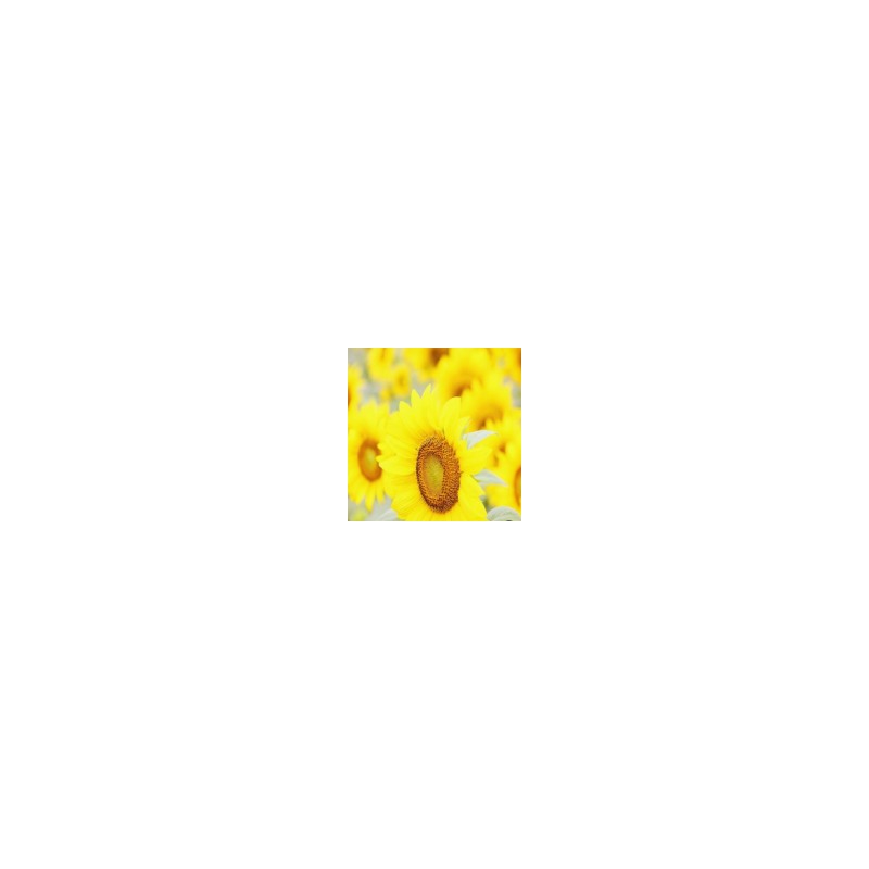 Lily Eve Lillyive Scalp Turn Cica PDRN Brush Ampoule 100ml