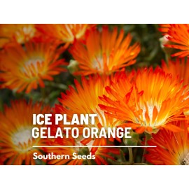 Southern Seeds Ice Plant, Orange - 200 Seeds - Heirloom Flower (Dorotheanthus bellidiformis)