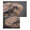 XINDAM Resin Dinosaur Fossil Statue Model Simulated Skeleton Home Office