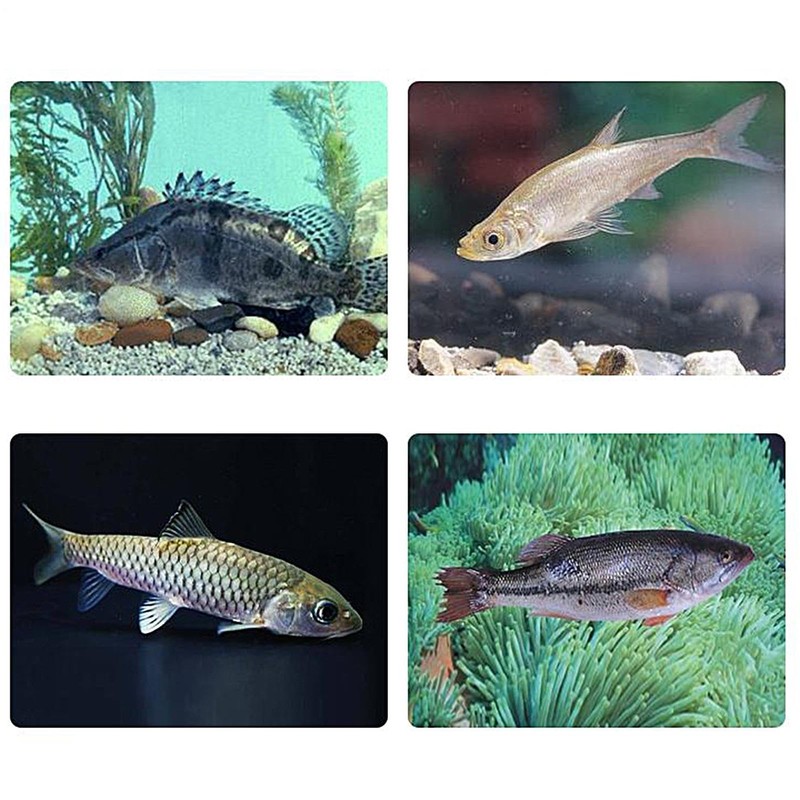 Cicada Bait Attractant | Artificial Cicada Bass Lure Crank Baits
