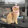 Cute Pets Cap with Cherry Decor Wool Berets for Small