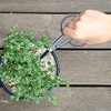 Kobayashi Made in Scissor Harvester Gardening Shears