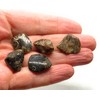 Turritella Agate Small Crystal Tumbled Stones - 5 Pc