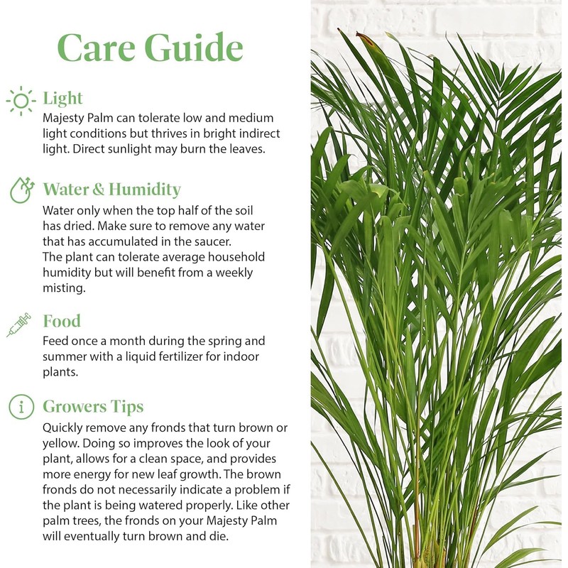 American Plant Exchange Majesty Palm – 10-Inch Pot – Live