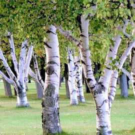 TomorrowSeeds - European White Birch Tree Seeds - 1200+ Count - for 2025 Planting Betula Pendula White Flaky Paper Bark Yellow Foliage Weeping Deciduous Tree Grow Your Own Home Farm Patio Healthy