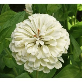 1oz Zinnia Polar Bear Flower Seeds Zinnia Elegans (Approx 4200 Seeds)