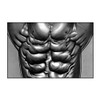 ALGRA Muscle Poster Abdominal (24" x 36" Poster)