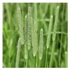 Climax Timothy Grass Seeds, 1 Pound by Seeds2Go