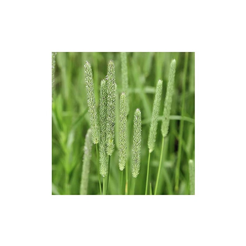 Climax Timothy Grass Seeds, 1 Pound by Seeds2Go