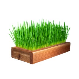 Complete Organic Wheatgrass, Cat Grass Kit by Cali Kiwi Pros. American Cedar Wood Planter (17x6x3) with Organic Wheatgrass Seeds and Soil, Made in The USA (Natural)