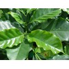 22Day Seeds: Seeds Arabian Coffee Tree/Coffea Arabica/Perennial Tree