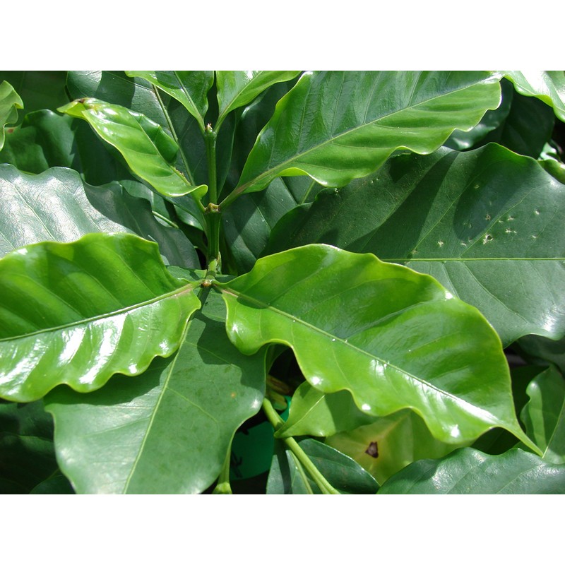 22Day Seeds: Seeds Arabian Coffee Tree/Coffea Arabica/Perennial Tree