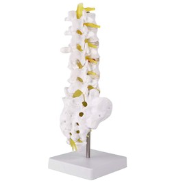 Spine Model Lumbar Model Human Lumbar Teaching Model Tool