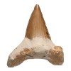 Kalifano Auténticos Fosilizados Dientes De Tiburón Prehistór