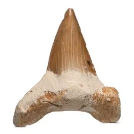Kalifano Auténticos Fosilizados Dientes De Tiburón Prehistór