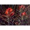 Buy Rare Seeds Castilleja coccinea | Scarlet Indian Paintbrush |