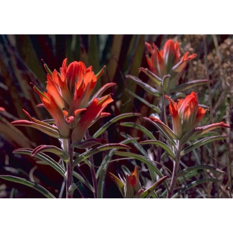 Buy Rare Seeds Castilleja coccinea | Scarlet Indian Paintbrush |