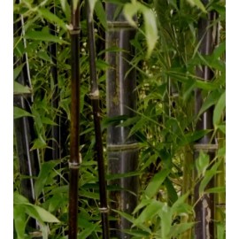 Roots Live  Black Bamboo-Phyllostacys Nigra Rhizomes Plants. Freshly Dug. Lot Of 2.